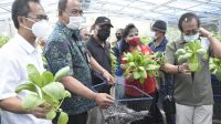PANEN perdana budidaya dengan bioflok dan hidroponik di Kebun Agro Learning Center, Selasa (26/1/2021) yang ditandai dengan pengambilan ikan lele dan sayur oleh Kadis Perikanan dan Ketahanan Pangan Denpasar. Foto: ist PANEN perdana budidaya dengan bioflok dan hidroponik di Kebun Agro Learning Center, Selasa (26/1/2021) yang ditandai dengan pengambilan ikan lele dan sayur oleh Kadis Perikanan dan Ketahanan Pangan Denpasar. Foto: ist