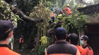 ANGGOTA TRC BPBD Gianyar memotong dan membersihkan pohon tumbang. Foto: adi ANGGOTA TRC BPBD Gianyar memotong dan membersihkan pohon tumbang. Foto: adi