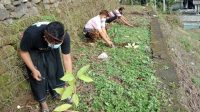 ANGGOTA Karang Taruna Dharma Praja Mandala Desa Meliling, Kecamatan Kerambitan, Tabanan, menggelar ‘Cinta Ibu Pertiwi’ dengan menanam sekitar 1.000 bibit pohon di sepanjang jalan di Desa Meliling, Minggu (3/1/2021) sore. Foto: ist ANGGOTA Karang Taruna Dharma Praja Mandala Desa Meliling, Kecamatan Kerambitan, Tabanan, menggelar ‘Cinta Ibu Pertiwi’ dengan menanam sekitar 1.000 bibit pohon di sepanjang jalan di Desa Meliling, Minggu (3/1/2021) sore. Foto: ist