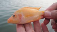 IKAN red devil di Danau Batur yang dalam satu dekade terakhir berkembang pesat, sehingga mengancam ikan endemis Danau Batur. Foto: ist IKAN red devil di Danau Batur yang dalam satu dekade terakhir berkembang pesat, sehingga mengancam ikan endemis Danau Batur. Foto: ist