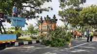 TIM gabungan memangkas sejumlah pohon di Jalan Bypass IB Mantra. Foto: adi TIM gabungan memangkas sejumlah pohon di Jalan Bypass IB Mantra. Foto: adi