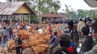 TARIF retribusi Pasar Hewan Kayuambua, Desa Tiga, Kecamatan Susut, Bangli, dinilai terlalu rendah, karena hanya Rp10 ribu per ekor. Foto: gia TARIF retribusi Pasar Hewan Kayuambua, Desa Tiga, Kecamatan Susut, Bangli, dinilai terlalu rendah, karena hanya Rp10 ribu per ekor. Foto: gia