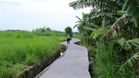 SEORANG petani berjalan di Jalan Usaha Tani, Subak Pegatepan, Desa Gelgel yang baru diresmikan dengan menggunakan dana PEN senilai Rp100 juta. Foto: ist SEORANG petani berjalan di Jalan Usaha Tani, Subak Pegatepan, Desa Gelgel yang baru diresmikan dengan menggunakan dana PEN senilai Rp100 juta. Foto: ist