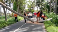 PETUGAS mengevakuasi pohon kelapa di Jalan Pantai Saba, Banjar Banda, Blahbatuh, yang tumbang hingga menutup jalan. Foto: adi PETUGAS mengevakuasi pohon kelapa di Jalan Pantai Saba, Banjar Banda, Blahbatuh, yang tumbang hingga menutup jalan. Foto: adi