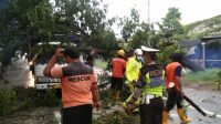 PETUGAS mengevakuasi pohon tumbang yang menimpa sebuah truk. Foto: adi PETUGAS mengevakuasi pohon tumbang yang menimpa sebuah truk. Foto: adi