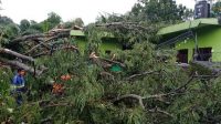 POHON tumbang menimpa Gedung Sekolah TK Khotijah 1 dan sebuah rumah warga, di Banjar Taman Surodadi, Desa Abiantuwung, Kecamatan Kediri, Jumat (22/1/2021). Foto: ist POHON tumbang menimpa Gedung Sekolah TK Khotijah 1 dan sebuah rumah warga, di Banjar Taman Surodadi, Desa Abiantuwung, Kecamatan Kediri, Jumat (22/1/2021). Foto: ist