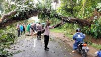 POHON tumbang menyebabkan jalan raya penghubung dari Bangli-Kayuambua dan sebaliknya macet sekitar 3 km, Senin (4/1/2021). Foto: ist POHON tumbang menyebabkan jalan raya penghubung dari Bangli-Kayuambua dan sebaliknya macet sekitar 3 km, Senin (4/1/2021). Foto: ist