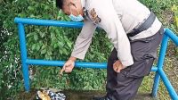 Polisi menunjukkan benda diduga pratima yang ditemukan petugas kontrol air di bendungan Petemon, Desa Pejeng Kelod, Tampaksiring, Gianyar. Foto: ist Polisi menunjukkan benda diduga pratima yang ditemukan petugas kontrol air di bendungan Petemon, Desa Pejeng Kelod, Tampaksiring, Gianyar. Foto: ist