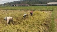 SAWAH
