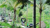 BERBAGAI spot swafoto di Uma Ceking Tegalalang. Foto: ist BERBAGAI spot swafoto di Uma Ceking Tegalalang. Foto: ist