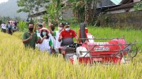 WABUP Kasta melakukan panen padi varietas benih padi M70D di Subak Kawan, Desa Selisihan, Klungkung, pada Senin (25/1/2021). Foto: ist WABUP Kasta melakukan panen padi varietas benih padi M70D di Subak Kawan, Desa Selisihan, Klungkung, pada Senin (25/1/2021). Foto: ist