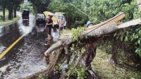 PERSONEL Polsek Selemadeg Barat memotong kayu pohon yang tumbang di Banjar Suraberata, Desa Lalanglinggah, Selemadeg Barat, Tabanan. Foto: ist PERSONEL Polsek Selemadeg Barat memotong kayu pohon yang tumbang di Banjar Suraberata, Desa Lalanglinggah, Selemadeg Barat, Tabanan. Foto: ist