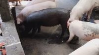 VIRUS African Swine Fever (ASF) menyerang ternak babi di wilayah Karangasem, mengakibatkan ternak babi mati massal di wilayah Kecamatan Kubu. Foto: nad VIRUS African Swine Fever (ASF) menyerang ternak babi di wilayah Karangasem, mengakibatkan ternak babi mati massal di wilayah Kecamatan Kubu. Foto: nad