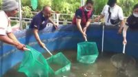 DINAS Pertanian, Ketahanan Pangan dan Perikanan Bangli melakukan panen perdana demplot budidaya ikan lele dengan sistem bioflok. Foto: gia DINAS Pertanian, Ketahanan Pangan dan Perikanan Bangli melakukan panen perdana demplot budidaya ikan lele dengan sistem bioflok. Foto: gia