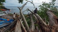 HUJAN lebat disertai angin kencang melanda sejumlah kawasan di Karangasem, Selasa (23/2/2021) dini hari. Di Desa Bunutan, pohon beringin besar di pinggir pantai juga tumbang dan menghajar tiga jukung milik nelayan setempat. Foto: nad HUJAN lebat disertai angin kencang melanda sejumlah kawasan di Karangasem, Selasa (23/2/2021) dini hari. Di Desa Bunutan, pohon beringin besar di pinggir pantai juga tumbang dan menghajar tiga jukung milik nelayan setempat. Foto: nad