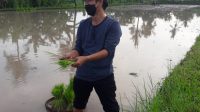 KEPALA Distan Buleleng, Sumiarta melakukan penanaman padi di subak Babakan Desa Sambangan, Buleleng. Foto: ist KEPALA Distan Buleleng, Sumiarta melakukan penanaman padi di subak Babakan Desa Sambangan, Buleleng. Foto: ist