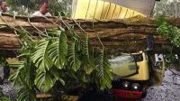 SATU mobil truk boks yang melintas di Jalan Pasar Telaga, Desa Sibetan, Bebandem, ringsek dihantam pohon tumbang, Minggu (28/2/2021). Seorang kernet tewas di tempat dalam musibah ini. Foto: ist SATU mobil truk boks yang melintas di Jalan Pasar Telaga, Desa Sibetan, Bebandem, ringsek dihantam pohon tumbang, Minggu (28/2/2021). Seorang kernet tewas di tempat dalam musibah ini. Foto: ist