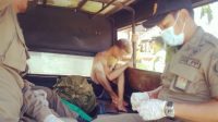 PETUGAS Satpol PP Kota Denpasar saat mengangkut bule yang mengamuk di Sanur, Senin (29/3/2021). Foto: ist PETUGAS Satpol PP Kota Denpasar saat mengangkut bule yang mengamuk di Sanur, Senin (29/3/2021). Foto: ist