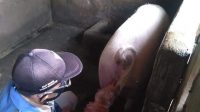 BABI