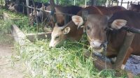 Sapi-Bali