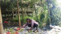 PETANI labu siam saat memilah-milah buah yang masih utuh untuk dijual. Foto: gia PETANI labu siam saat memilah-milah buah yang masih utuh untuk dijual. Foto: gia