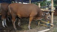 KABUPATEN Karangasem mulai beranjak dari program Upaya Khusus Sapi Indukan Wajib Bunting (Upsus Siwab) beralih menjadi program Sapi Kerbau Komoditas Andalan Negeri (Sikomandan). Foto: ist KABUPATEN Karangasem mulai beranjak dari program Upaya Khusus Sapi Indukan Wajib Bunting (Upsus Siwab) beralih menjadi program Sapi Kerbau Komoditas Andalan Negeri (Sikomandan). Foto: ist