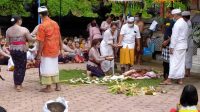 UPACARA mecaru salah satu prosesi dalam Usaba Dalem di Desa Nyuhtebel, Manggis, Karangasem, menggunakan puluhan ekor sapi. Foto: nad UPACARA mecaru salah satu prosesi dalam Usaba Dalem di Desa Nyuhtebel, Manggis, Karangasem, menggunakan puluhan ekor sapi. Foto: nad