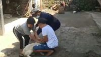 vaksinasi anjing