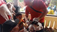 KEGIATAN vaksinasi rabies pada anjing beberapa waktu lalu yang dilakukan Distan Buleleng. Foto: rik KEGIATAN vaksinasi rabies pada anjing beberapa waktu lalu yang dilakukan Distan Buleleng. Foto: rik