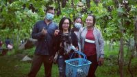 BELASAN hektar lahan tandus di kawasan Desa Bunutin, Kecamatan Abang, Karangasem “disulap” menjadi kebun anggur. Ide kreatif ini lahir dari I Wayan Mara, warga setempat. Saat panen pertama dan kedua banyak pengunjung yang datang untuk berekreasi, juga membeli anggur. Foto: ist BELASAN hektar lahan tandus di kawasan Desa Bunutin, Kecamatan Abang, Karangasem “disulap” menjadi kebun anggur. Ide kreatif ini lahir dari I Wayan Mara, warga setempat. Saat panen pertama dan kedua banyak pengunjung yang datang untuk berekreasi, juga membeli anggur. Foto: ist
