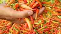 KOMODITAS tanaman hortikultura cabai kecil di Karangasem mengalami peningkatan produksi di masa pandemi Covid-19. Foto: net KOMODITAS tanaman hortikultura cabai kecil di Karangasem mengalami peningkatan produksi di masa pandemi Covid-19. Foto: net