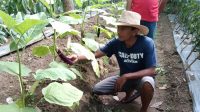 KELOMPOK Tani Organik Persadha memanfaatkan kering berbatuan di wilayah Desa Penuktukan, Kecamatan Tejakula, Buleleng, menjadi lahan pertanian. Foto: ist KELOMPOK Tani Organik Persadha memanfaatkan kering berbatuan di wilayah Desa Penuktukan, Kecamatan Tejakula, Buleleng, menjadi lahan pertanian. Foto: ist