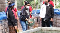 PUTRI Koster saat memberi pakan ikan di bioflok. Foto: ist PUTRI Koster saat memberi pakan ikan di bioflok. Foto: ist