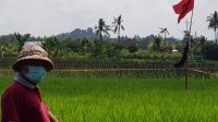 PANDE Wija Negara menunjukan sawah yang menerapkan agrosolusian. Foto: adi PANDE Wija Negara menunjukan sawah yang menerapkan agrosolusian. Foto: adi
