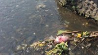 SUNGAI atau Telabah Tebe Utu tercemar sampah dan limbah rumah tangga. Foto: adi SUNGAI atau Telabah Tebe Utu tercemar sampah dan limbah rumah tangga. Foto: adi