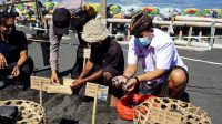 WABUP Kasta meninjau lokasi bertelurnya penyu di Pantai Klotok, Kamis (10/6/2021). Foto: ist WABUP Kasta meninjau lokasi bertelurnya penyu di Pantai Klotok, Kamis (10/6/2021). Foto: ist