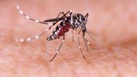 DI tengah pandemi Corona, kasus penderita Demam Berdarah Dengue (DBD) di Kabupaten Karangasem cenderung mengalami penurunan. Foto: net DI tengah pandemi Corona, kasus penderita Demam Berdarah Dengue (DBD) di Kabupaten Karangasem cenderung mengalami penurunan. Foto: net