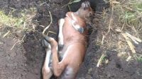 KONDISI anak sapi yang mati akibat dimangsa anjing liar di Desa Tihingan, Banjarangkan. Foto: ist KONDISI anak sapi yang mati akibat dimangsa anjing liar di Desa Tihingan, Banjarangkan. Foto: ist
