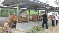 SUGAWA Korry memeriksa kondisi Simantri dan berdiskusi dengan pengurus Simantri di Desa Musi, Kecamatan Gerokgak, Buleleng. Foto: ist SUGAWA Korry memeriksa kondisi Simantri dan berdiskusi dengan pengurus Simantri di Desa Musi, Kecamatan Gerokgak, Buleleng. Foto: ist