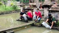 WAKIL Bupati Bangli, I Wayan Diar, melakukan penebaran benih ikan nila, Jumat (20/8/2021) di perairan areal Pura Langgar, Desa Bunutin, Kecamatan Bangli. Foto: ist WAKIL Bupati Bangli, I Wayan Diar, melakukan penebaran benih ikan nila, Jumat (20/8/2021) di perairan areal Pura Langgar, Desa Bunutin, Kecamatan Bangli. Foto: ist