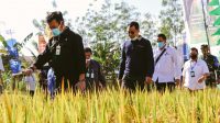GUBERNUR Zulkieflimansyah saat bersama Menteri Pertanian Syahrul Yasin Limpo (kiri) melakukan panen padi di wilayah Pulau Sumbawa, beberapa waktu lalu. Foto: rul GUBERNUR Zulkieflimansyah saat bersama Menteri Pertanian Syahrul Yasin Limpo (kiri) melakukan panen padi di wilayah Pulau Sumbawa, beberapa waktu lalu. Foto: rul