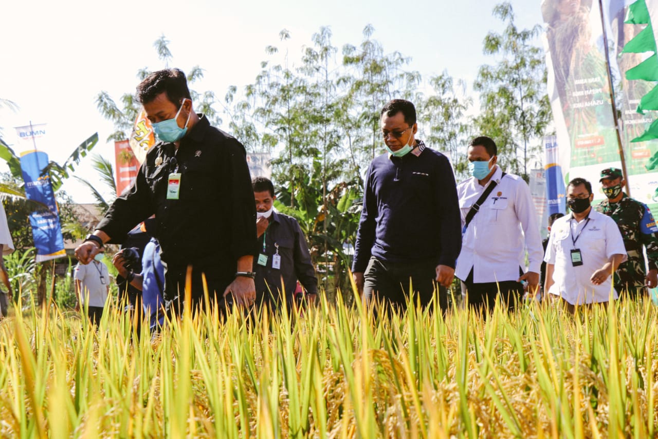 GUBERNUR Zulkieflimansyah saat bersama Menteri Pertanian Syahrul Yasin Limpo (kiri) melakukan panen padi di wilayah Pulau Sumbawa, beberapa waktu lalu. Foto: rul