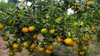 JERUK madu yang dikembangkan, I Gusti Ngurah Alit di lahan miliknya di Banjar Palak, Desa Besakih, Kecamatan Rendang, Karangasem. Foto: ist JERUK madu yang dikembangkan, I Gusti Ngurah Alit di lahan miliknya di Banjar Palak, Desa Besakih, Kecamatan Rendang, Karangasem. Foto: ist