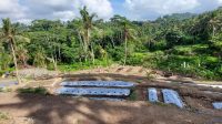 LAHAN untuk pertanian hortikultura di Desa Sidan, Gianyar. Foto: adi LAHAN untuk pertanian hortikultura di Desa Sidan, Gianyar. Foto: adi