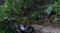 SEPEDA motor tertimpa pohon di Banjar Geriya Desa Melinggih Payangan. Foto: ist SEPEDA motor tertimpa pohon di Banjar Geriya Desa Melinggih Payangan. Foto: ist