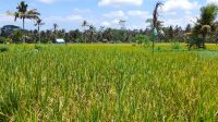 ANGKA produksi gabah di Kabupaten Bangli dibandingkan kebutuhan konsumsi rata-rata per bulan menunjukkan surplus 2.066,774 ton. Foto: ist ANGKA produksi gabah di Kabupaten Bangli dibandingkan kebutuhan konsumsi rata-rata per bulan menunjukkan surplus 2.066,774 ton. Foto: ist