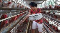 SEORANG pekerja mengambil telur di kandang di Karangasem. Terus melambungnya harga pakan makin menyulitkan para pemilik usaha peternakan ayam petelur di Karangasem. Foto: ist SEORANG pekerja mengambil telur di kandang di Karangasem. Terus melambungnya harga pakan makin menyulitkan para pemilik usaha peternakan ayam petelur di Karangasem. Foto: ist