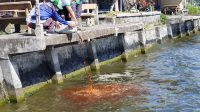 WAKIL Ketua DPRD Bangli, I Komang Carles, menggandeng Komunitas Eco Enzyme Bangli, menebarkan ratusan liter cairan eco enzyme di sejumlah titik perairan Danau Batur, Sabtu (7/8/2021). Foto: ist WAKIL Ketua DPRD Bangli, I Komang Carles, menggandeng Komunitas Eco Enzyme Bangli, menebarkan ratusan liter cairan eco enzyme di sejumlah titik perairan Danau Batur, Sabtu (7/8/2021). Foto: ist