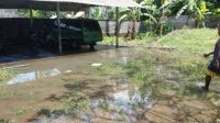 AIR di lahan warga mulai surut pasca banjir setinggi 50 cm di Banjar Selat, Desa Belega, Blahbatuh. AIR di lahan warga mulai surut pasca banjir setinggi 50 cm di Banjar Selat, Desa Belega, Blahbatuh.