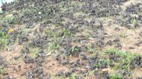 RIBUAN burung pipit jatuh di bawah pohon asem di Setra Banjar Sema, Desa Pering, Blahbatuh, kebanyakan ditemukan mati. Foto: ist RIBUAN burung pipit jatuh di bawah pohon asem di Setra Banjar Sema, Desa Pering, Blahbatuh, kebanyakan ditemukan mati. Foto: ist